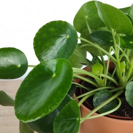 Planta del dinero china + cubremacetas cerámica (maceta 12 cm Ø) ejemplar único