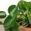 Planta del diner xinesa + test ceràmica (test 12 cm Ø) exemplar únic