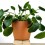 Planta del dinero china + cubremacetas cerámica (maceta 12 cm Ø) ejemplar único