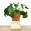 Planta del dinero china + cubremacetas cerámica (maceta 12 cm Ø) ejemplar único
