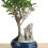 Ficus Retusa 6 anos (bonsai em pedra), exemplar único