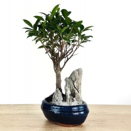 Ficus Retusa 6 años (bonsai en piedra) ejemplar único