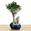 Ficus Retusa 6 anys (bonsai en pedra) exemplar únic