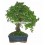 Bonsai Zelkova (Zelkova parvifolia) o bonsai olmo japonés