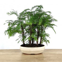 Metasequoia de 8 ans spécimen unique