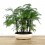 Metasequoia 8 anys exemplar únic
