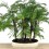 Metasequoia 8 años ejemplar único
