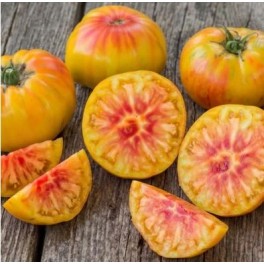 Semente de tomate Fahrenheit Blues (orgânico)