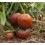 Semilla tomate Red Dwarf Champion (ecológica)