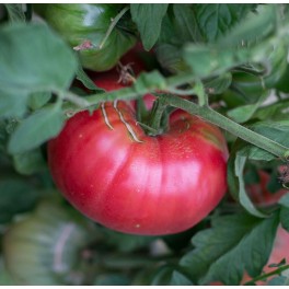 Llavor tomàquet Ispolin (ecològica)
