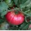 Semente de tomate Ispolin  (orgânico)