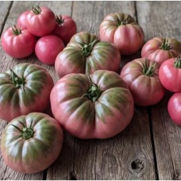Semilla tomate Mission Dike (ecológica)