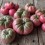 Semilla tomate Mission Dike (ecológica)