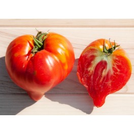 Semilla tomate Venus's Nipple (ecológica)