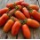 Graines de Tomate  San Marzano (biologique)