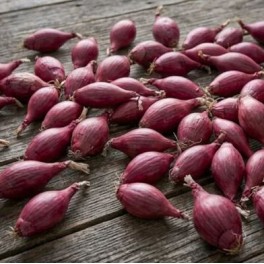 Llavor ceba vermella llarga de Florència (ecològica)