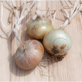Llavor ceba vermella llarga de Florència (ecològica)