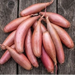 Semilla cebolla Cuisse de Poulet du Poitou (ecológica)