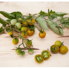 Semilla tomate Cherry Bosque Green Cherry (ecológica)