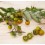 Graines de Tomate Cherry Bosque Green Cherry (biologique)