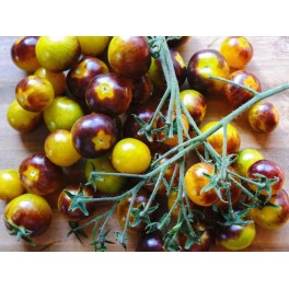 Semilla tomate Cherry Bigarrée Emma  (ecológica)