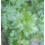 Semilla Cilantro o coliandro Rak Tamachat (ecológica)