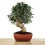 Olivo 14 años, bonsai ejemplar único
