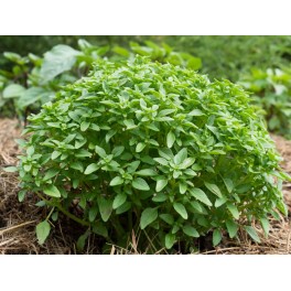 Semilla albahaca Greek (ecológica)