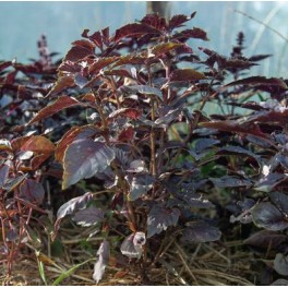 Llavor alfàbrega Rubin (ecològica)