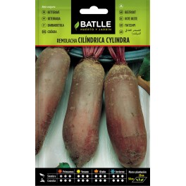 Semente de beterraba de mesa Cylindra