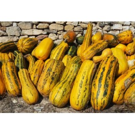 Graines de courge d’Alma (traditionnelle aragonaise)