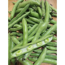 Llavor fava blanca del Baix Aragó (tradicional aragonesa)