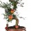 Romãzeira 10 anos bonsai, exemplar único