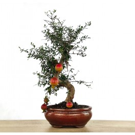Granado 10 años bonsai ejemplar único