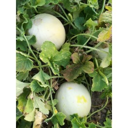 Graines de melon blanc de Monegro (traditionnelle aragonaise)