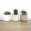 Cactus i crasses per esdeveniments
