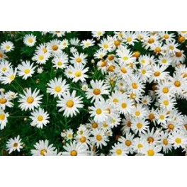 Grande Marguerite Blanche Antique