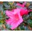 Azalea (maceta 12 cm ø)