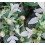 Teucrium Fruticans (pot 19 cm ø)