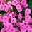 Petunia mini (maceta 10,5 cm Ø)