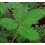 Mimosa pudica ou dormideira (pote 11 cm ø)