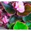 Begonia