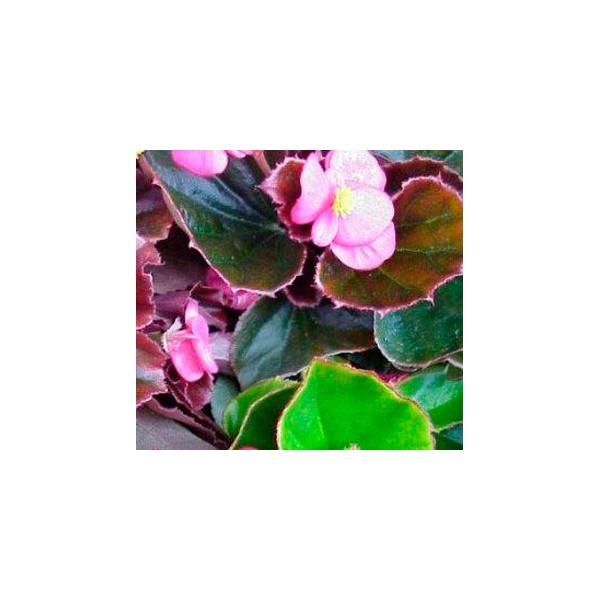 Begonia de verano por 1,30€ en Germigarden