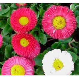Bellis perennis o margarida dos prados