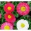 Bellis perennis o margarida dos prados