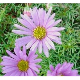 Brachyscome (vaso 10,5 cm ø)