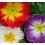 Primula Acaulis (pot 10,5 cm Ø)
