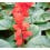 Salvia Splendens o salvia roja (maceta 10,5 cm ø)