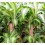 Dracena