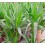 Yucca elephantipes